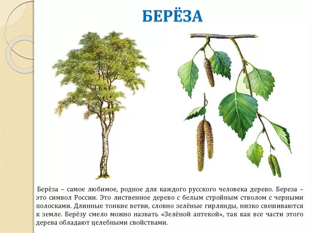 Описание деревьев для детей