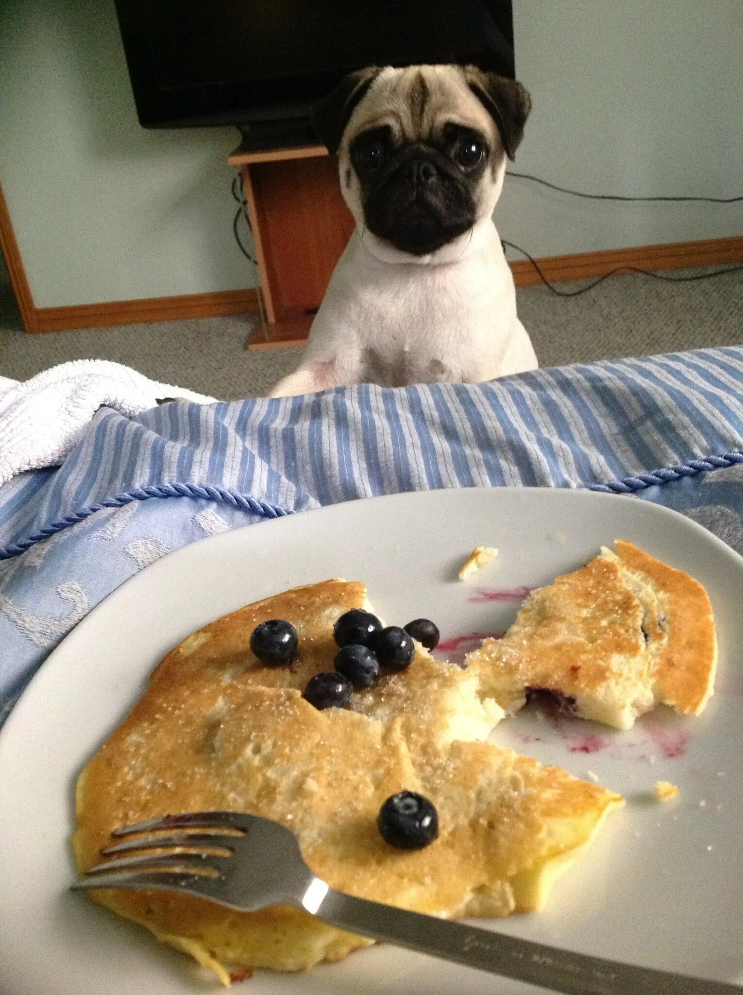Собака ест блин. Самые маленькие блинчики. Можно собакам блины. Можно собакам блины. Такса с блинами.