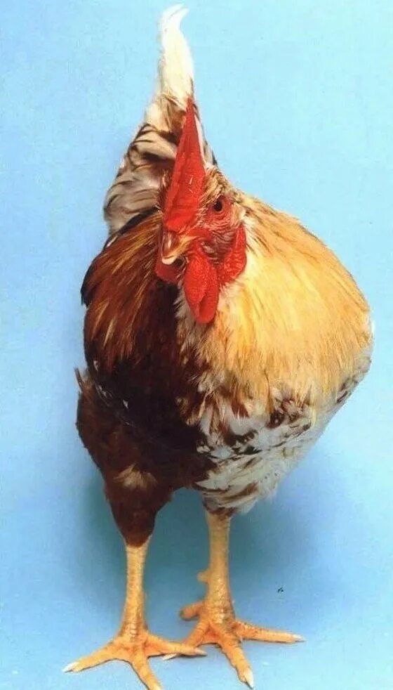 Фавероль куры пять пальцев. Сколько пальцев у курицы. Двусторонний гинандроморф. Лапы птиц. Сколько пальцев у курицы.