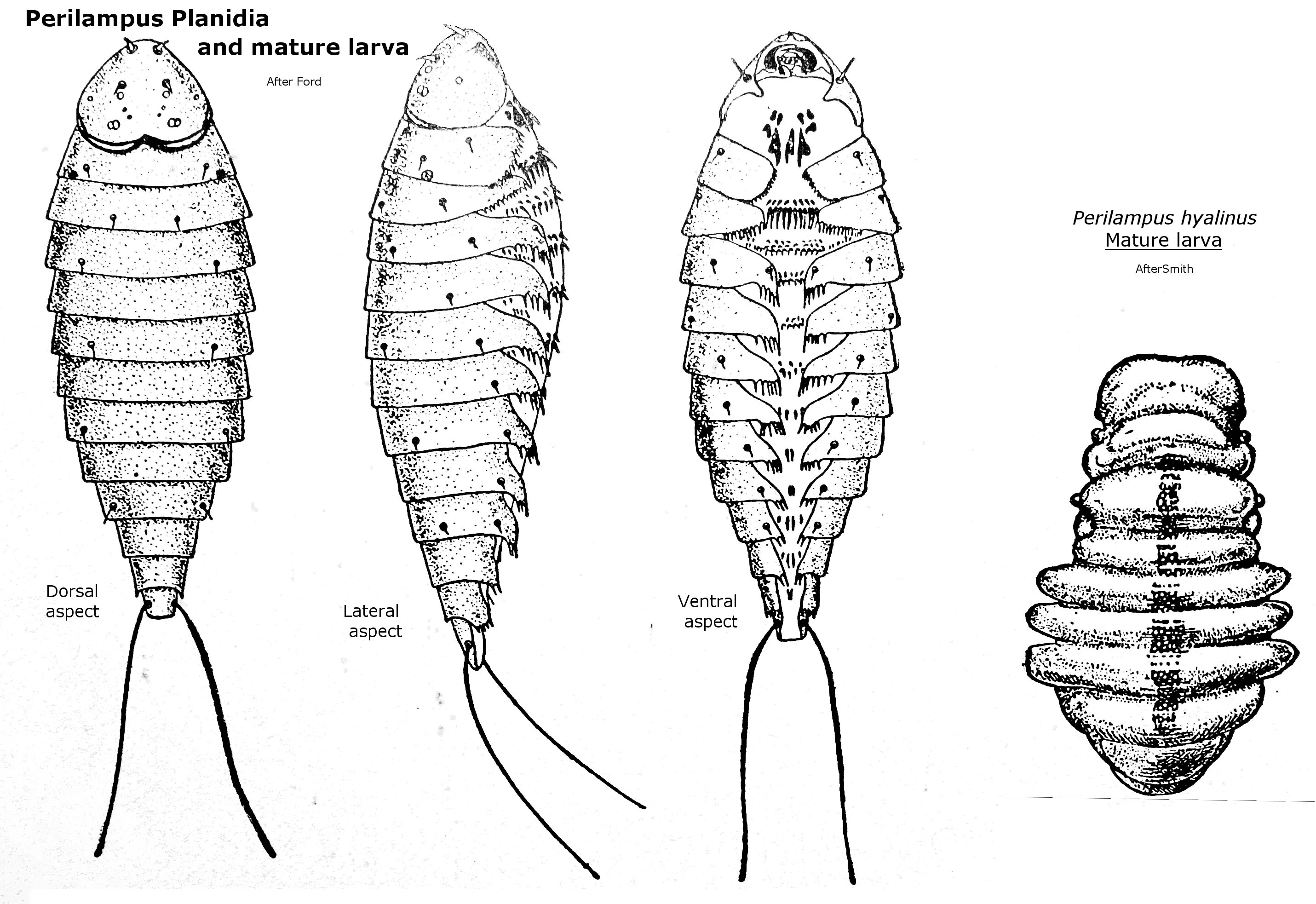 Гетероморфоз. Neuroptera личинки. Личинки Cnidaria. Личинки голометаболических насекомых.