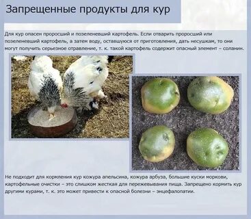 Можно ли кормить несушек вареным картофелем