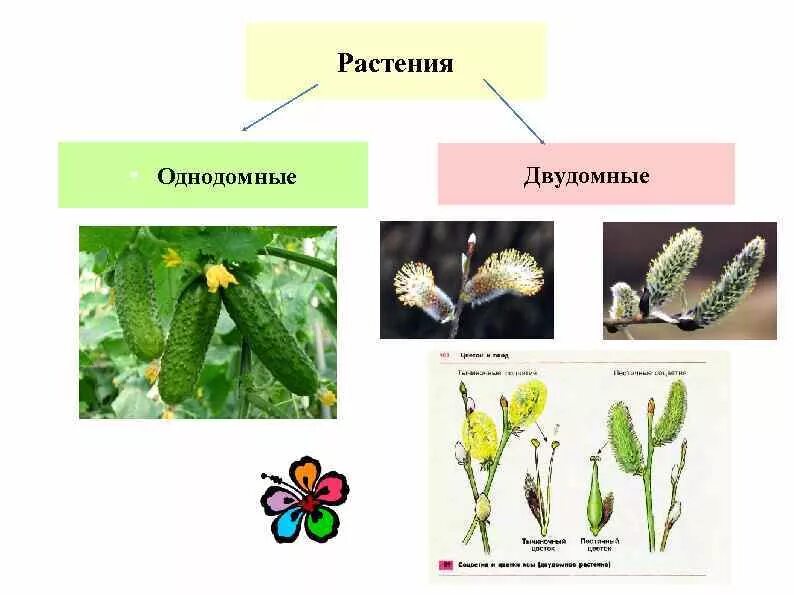Обоеполые однодомные двудомные. Однодомные и двудомные растения. Цветки однодомные и двудомные 6 класс биология. Двудомные растения это в биологии 6 класс. Однодомные и обоеполые растения.
