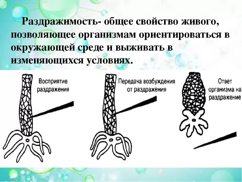 Раздражимость значение этого процесса для человека. Раздражимость живых организмов. Раздражимость свойство живых организмов. Свойства живого раздражимость. Раздражимость свойство живых организмов 6 класс биология.