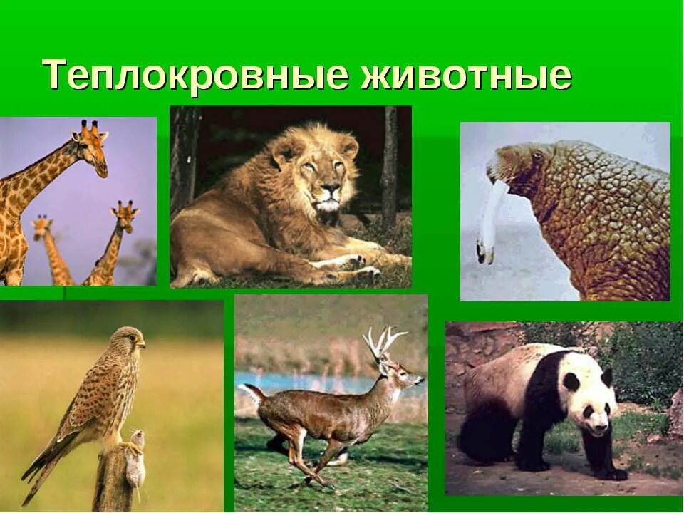 Какие животные относятся к теплокровным
