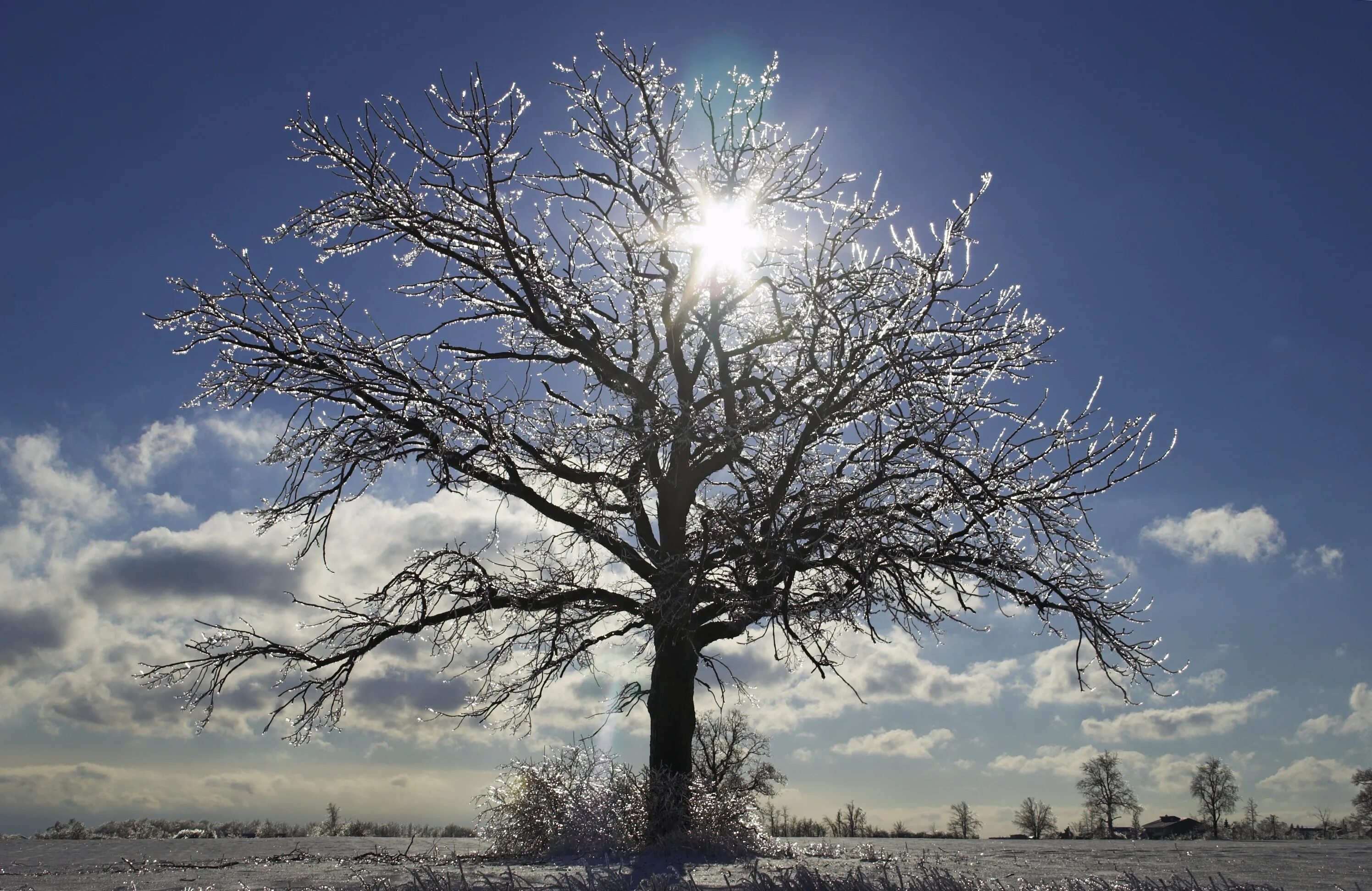 Дуб в снегу. Ice tree. Дуб зимой. Зимняя природа. Ice tree.