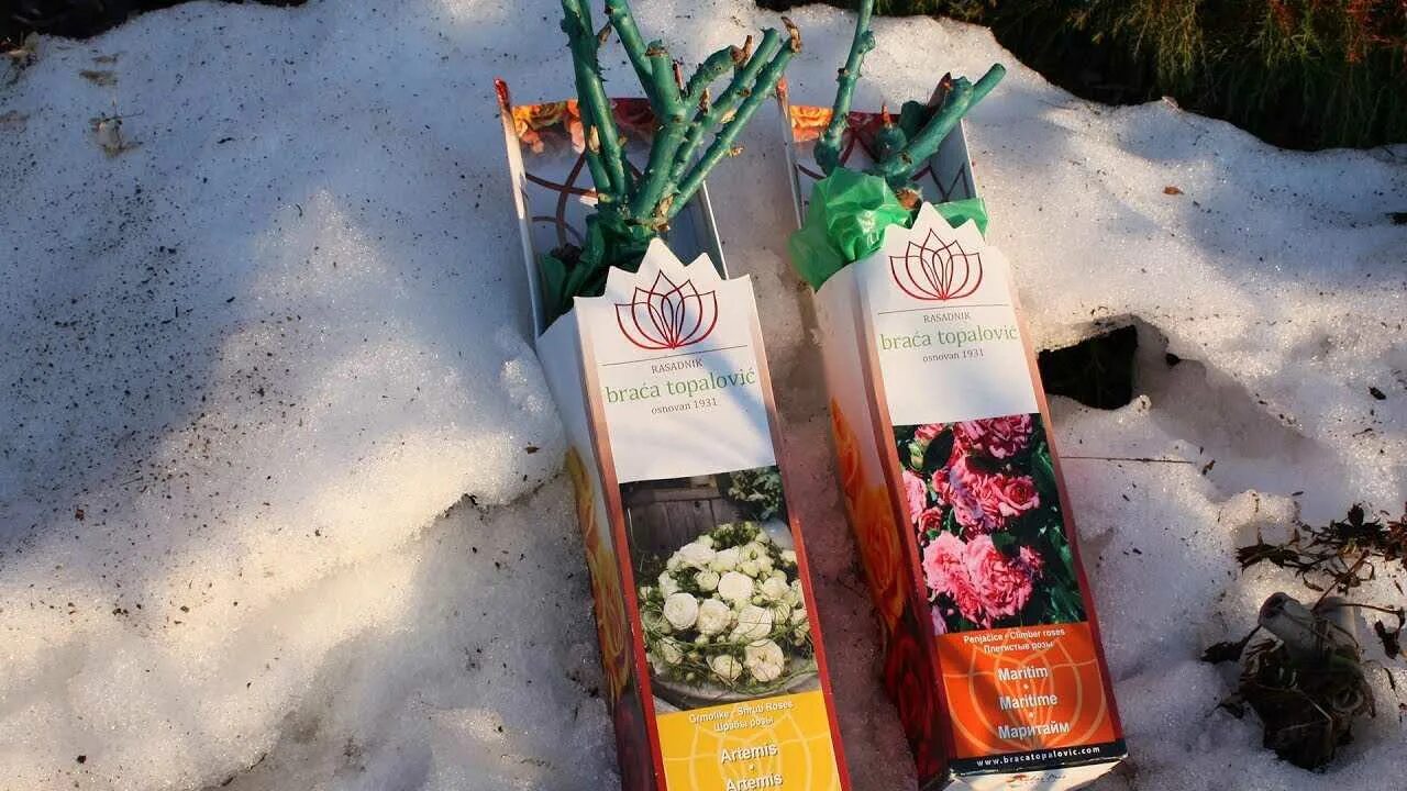 Как сохранить купленную розу до посадки