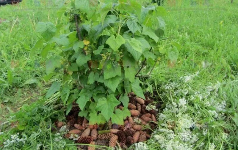 Какую почву любит смородина. Мульчирование смородины. Смородину мульчировать корой. Мульчирование малины малины. Мульчирование смородины корой.