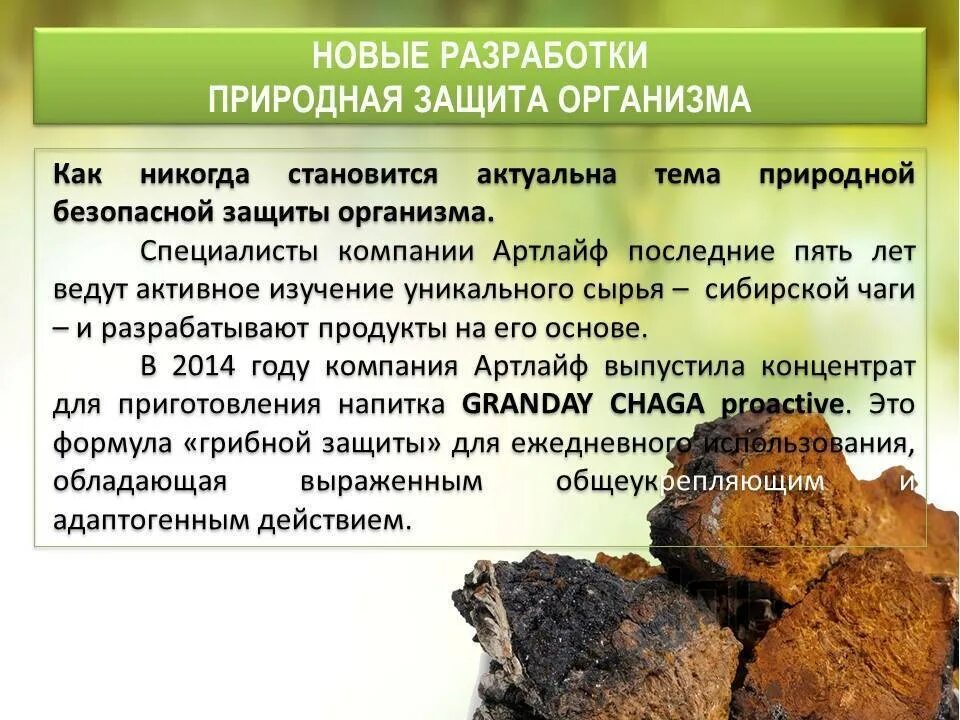 Как правильно пить чагу