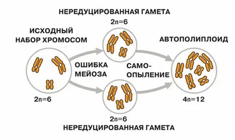 Набор хромосом в гаметах