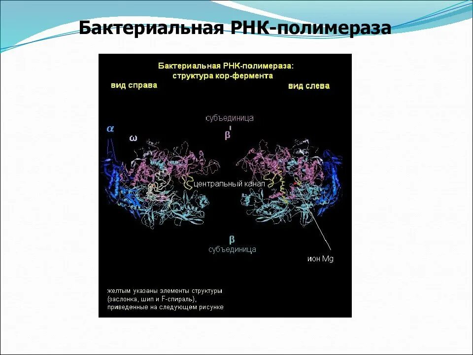 Молекула рнк полимеразы. Бактериальная рнк полимераза. рнк-полимераза класс фермента. структура рнк полимеразы. рнк полимераза бактерий.
