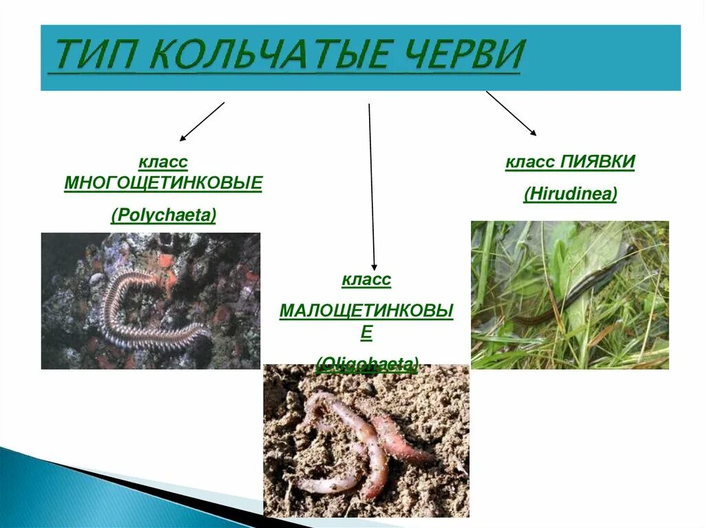 Три класса червей