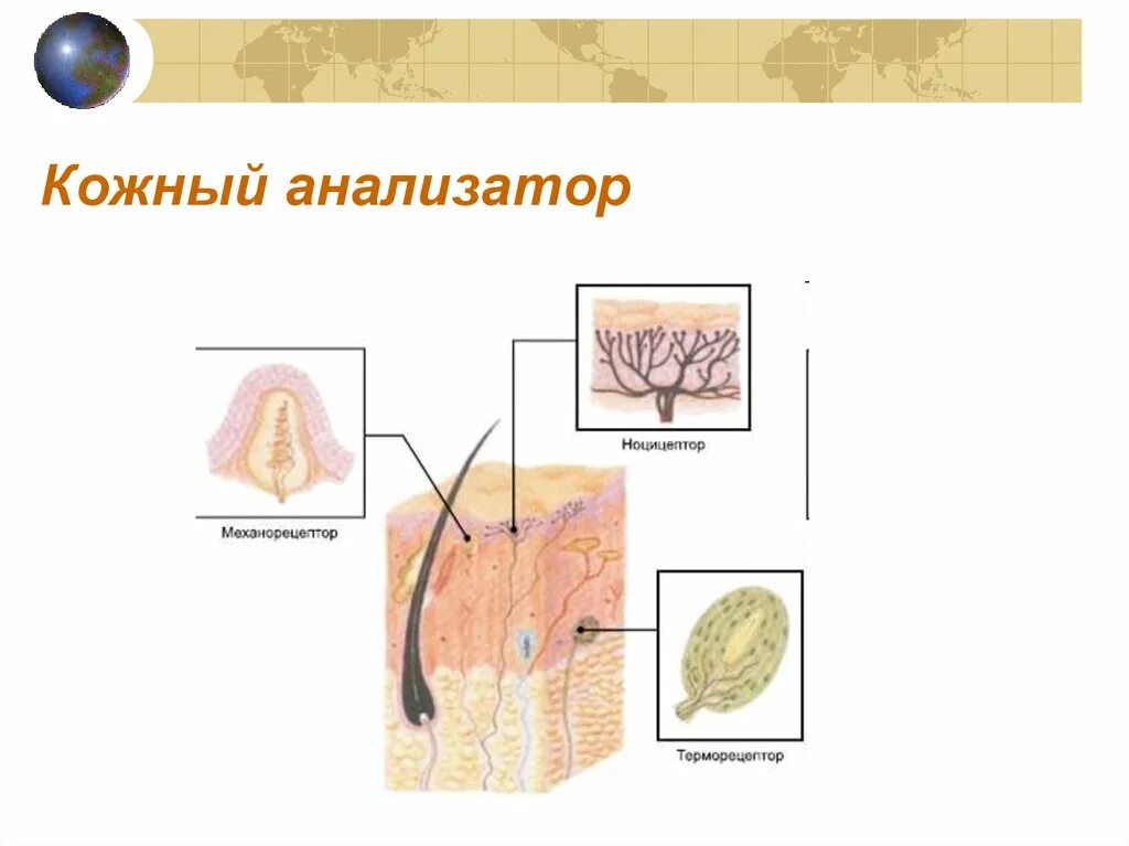 Где находится мышечное чувство. Строение кожного анализатора анатомия. Строение кожно мышечного анализатора. Структура кожного анализатора. Кожно-мышечный анализатор строение и функции.