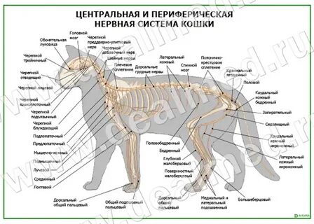 Кот нерв