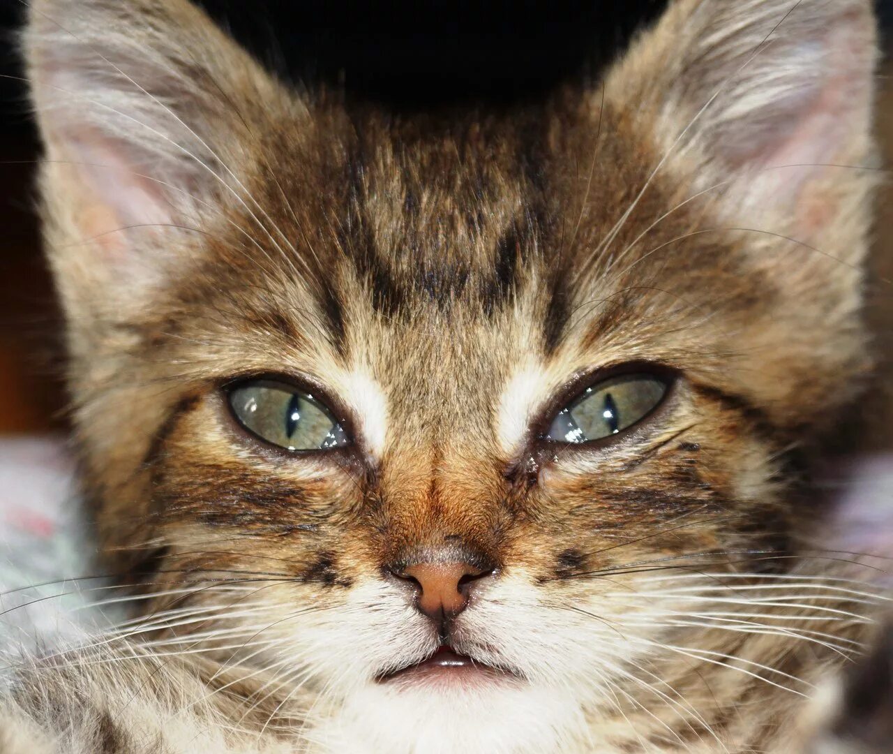 Слезы животных. Котенок плачет. плачущий котик. кошачьи слезы. кошечка плачет.