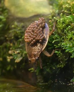 Belostomatidae