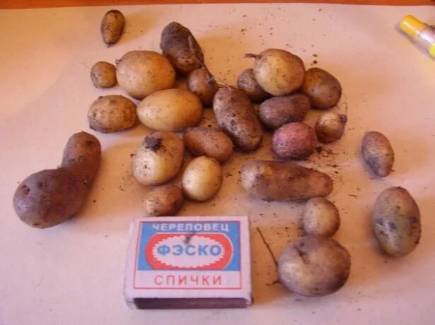 Вырастет ли картошка. Картофель розарасеменой. Мини-клубни картофеля. Картошка из семян. Картофельные семена для посадки.