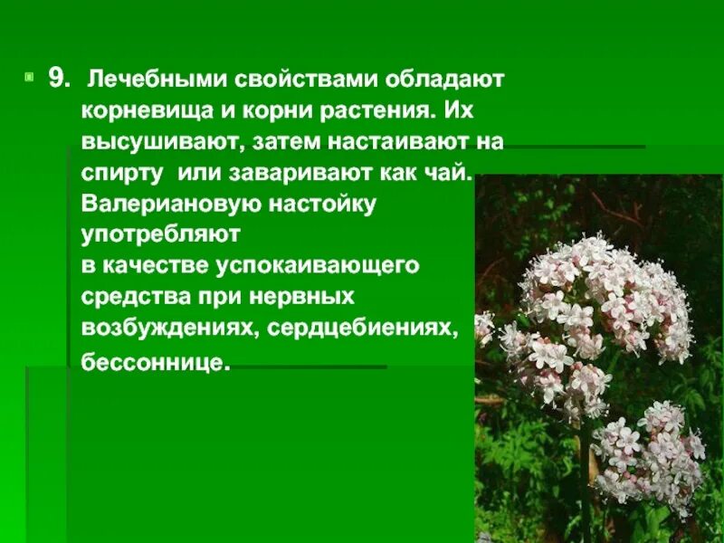 Какими свойствами обладает трава. Целебные свойства растений. Лечебные корни растений. Лекарственные растения презентация. Целебная сила растений.