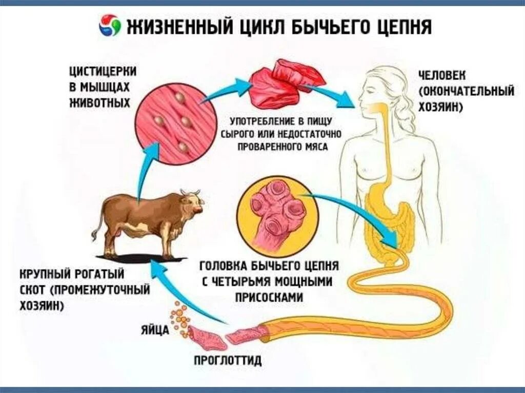 Цикл развития бычьего цепня рисунок. Цикл жизни бычьего цепня. Цикл развития бычьего цепня схема. Жизненный цикл бычьего цепня.