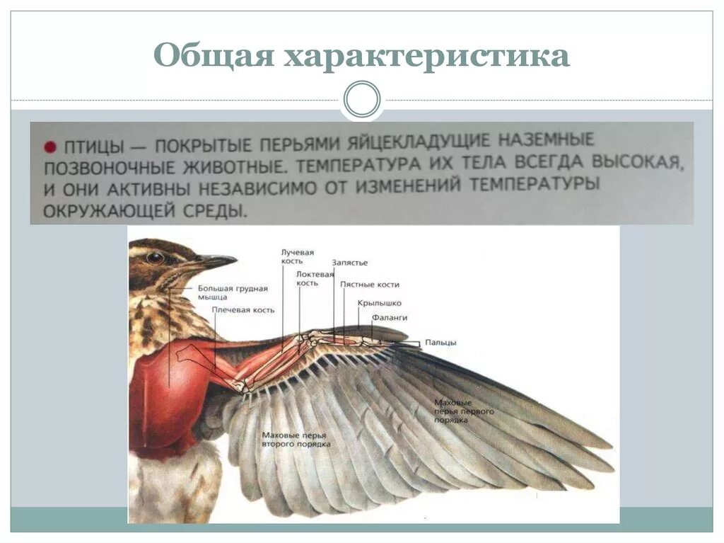 Перечислите особенности птиц. Общая характеристика класса птиц 7 класс. Общая характеристика птиц биология. Характеристика класса птицы 7 класс. Общая характеристика птиц 7 класс биология.