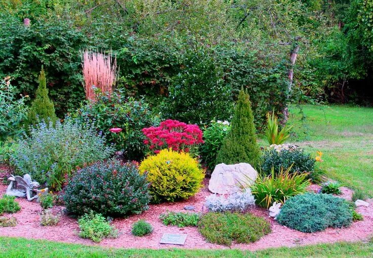 spreading blue star juniper landscape traditional with winter ... Conifers garde