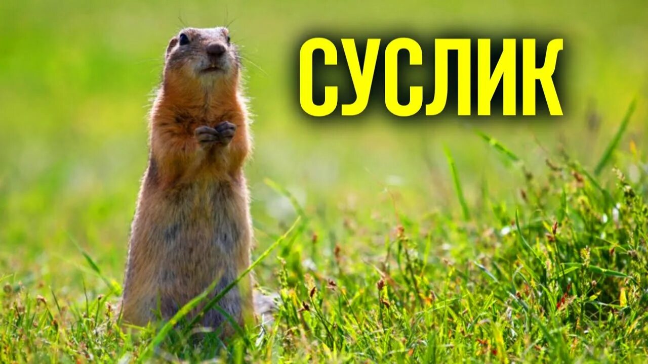 Оренбургский суслик. Краснощекий суслик. Суслики смешные. Тонкопалый суслик. Желтый суслик spermophilus fulvus.