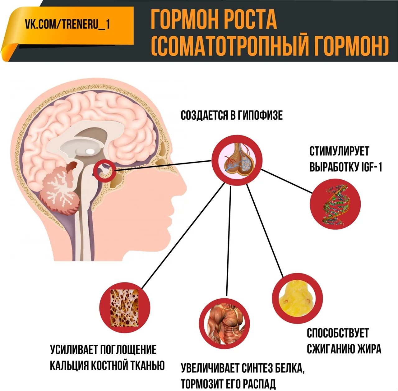 Соматотропин где. Гормон роста. Выработка гормона роста. Соматотропин гормон роста. Гормон роста (соматотропин, СТГ.