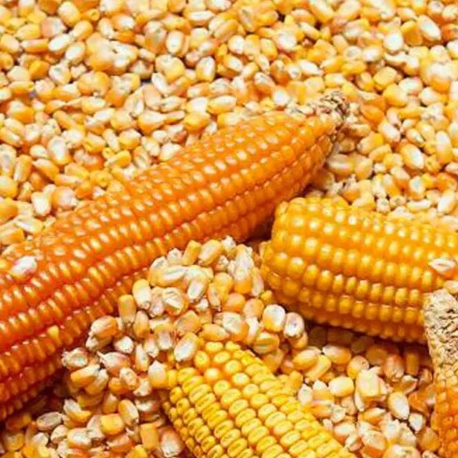 Кукуруза. Кормовая кукуруза. Оранжевая кукуруза. Желтая кукуруза.