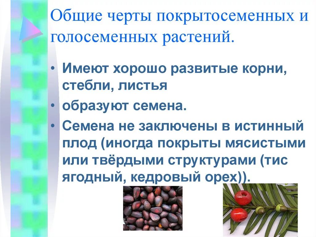 Покрытосеменные имеют семена. Различия голосеменных и покрытосеменных таблица. Отличия голосеменных от покрытосеменных таблица. Общие черты покрытосеменных и голосеменных растений. Сходство цветковых и голосеменных растений.