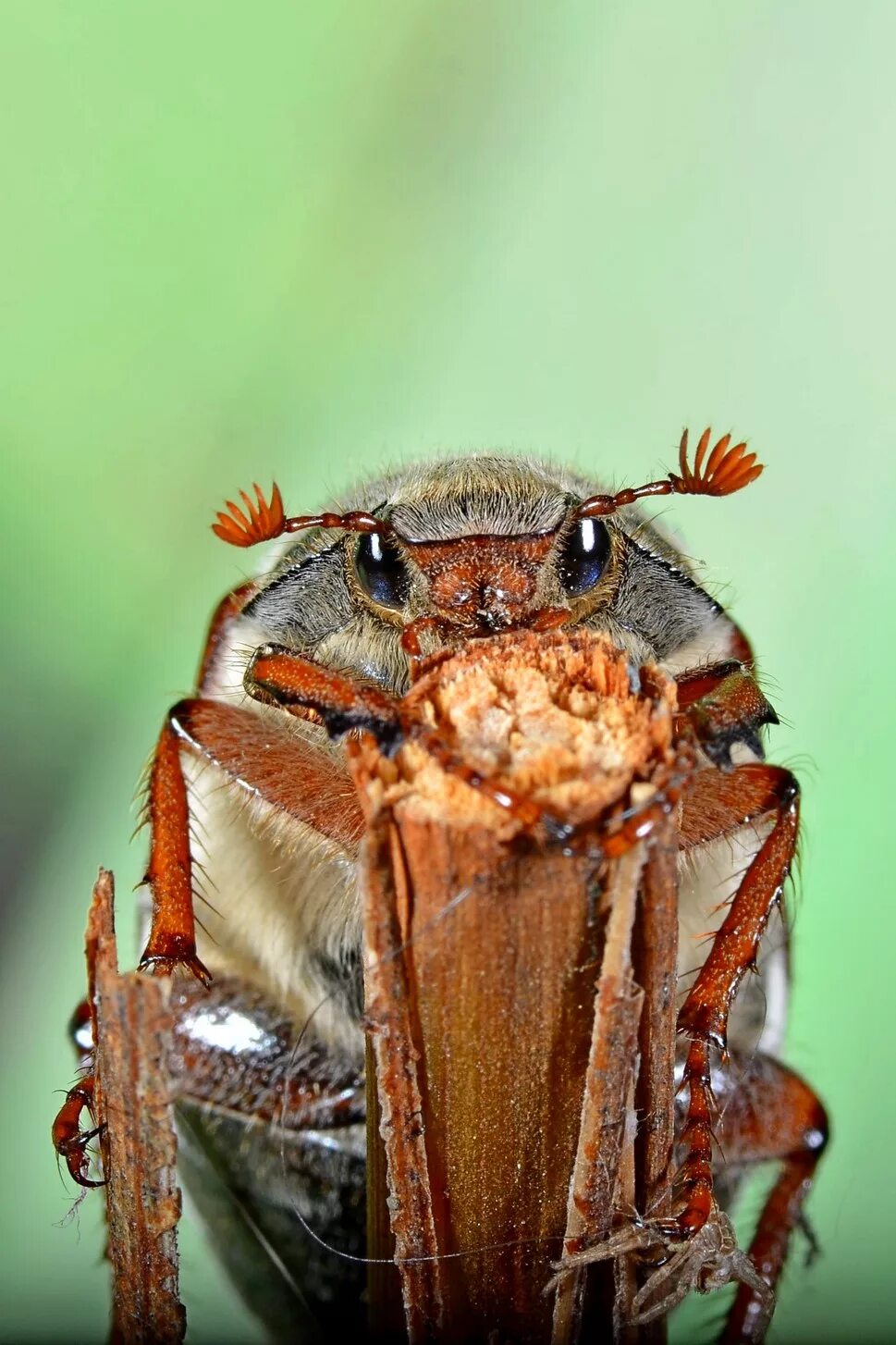 30 Awesome Insects Macro Photography Insect eyes, Macro photography, Insects