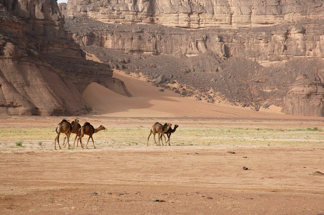 Алжир сахара. Плато Тассилин-Аджер Алжир. Верблюд пустыни Негев. Алжир пустыня сахара.