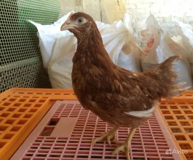 куры несушки 5 месяцев. куры 4. лоу браун курица. курам 5 месяцев. курам 5 месяцев.