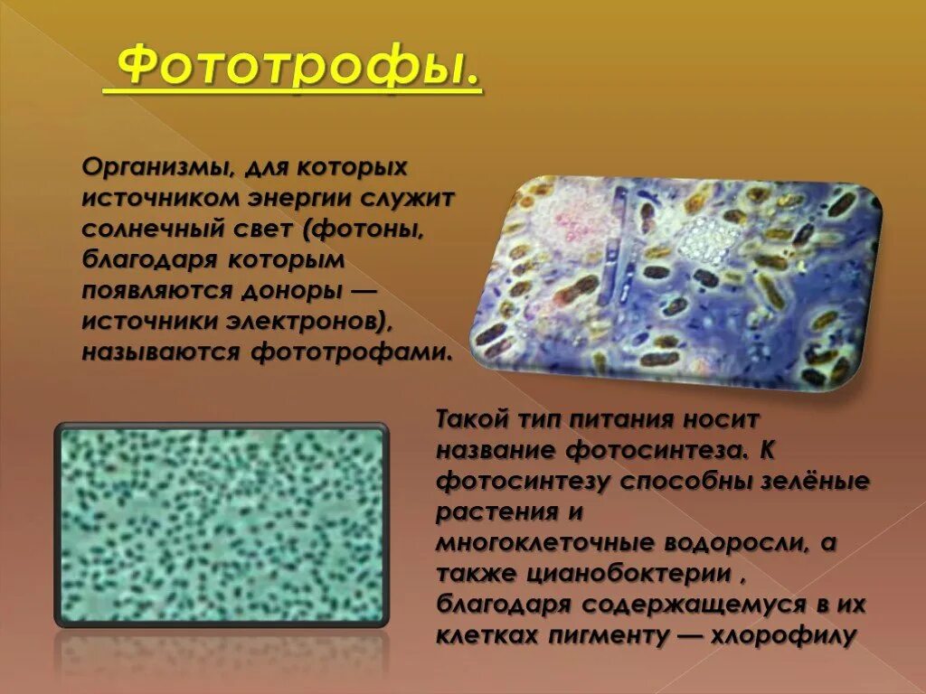 Фототрофы. Фототрофы организмы. Бактерии фотоавтотрофы. Фототрофный Тип питания.