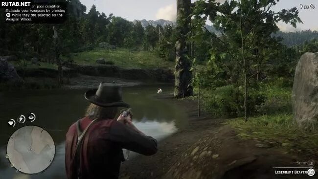 Охотники в рдр 2. Red dead redemption 2 бобер. Бобер рдр 2. Red dead redemption 2 легендарный бобер. Легендарный бобр rdr2.