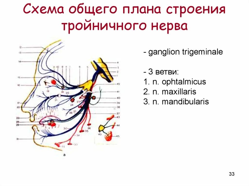 Схема ветвления тройничного нерва. Ветви тройничного нерва анатомия. Топография 3 ветви тройничного нерва. Тройничный нерв анатомия ветви схема. Тройничный нерв тест