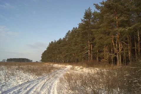 Дорога через сосенки