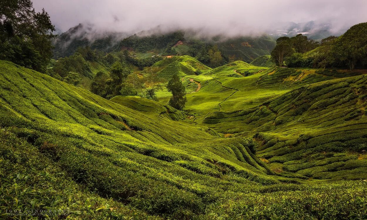 Горы чайные плантации Шри Ланка. Чайные плантации Малайзия. Камерон-Хайлендс (штат Паханг). Тибет чайные плантации.