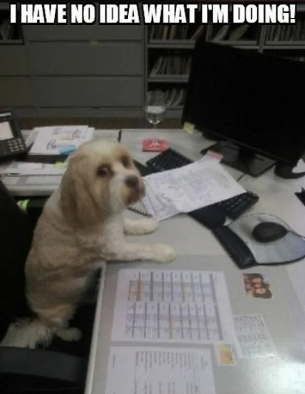Have no idea where to. I have no idea what i&#039;m doing. dog i have no idea what i&#039;m doing. i have no idea. have no idea what im doingdog.