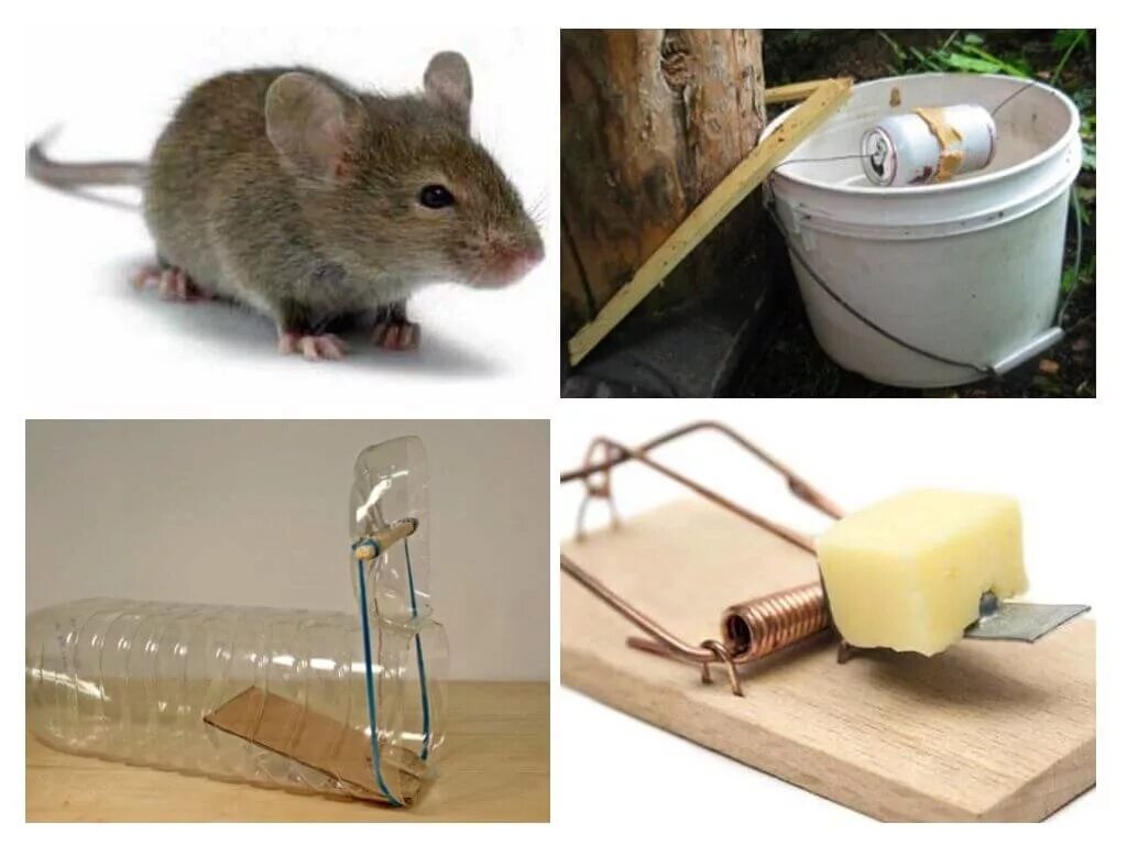 Избавиться от домашних мышей. ЛОВУШКА для мышей. Мышеловка от мышей. Приманка для мышей в мышеловку. ЛОВУШКА домик для мышей.