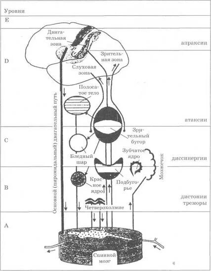 Уровень организации мозга. Уровни построения движений по Бернштейну схема. Уровни построения движений по н.а Бернштейну. Уровни регуляции движений по Бернштейну. Уровни мозга по Бернштейну.