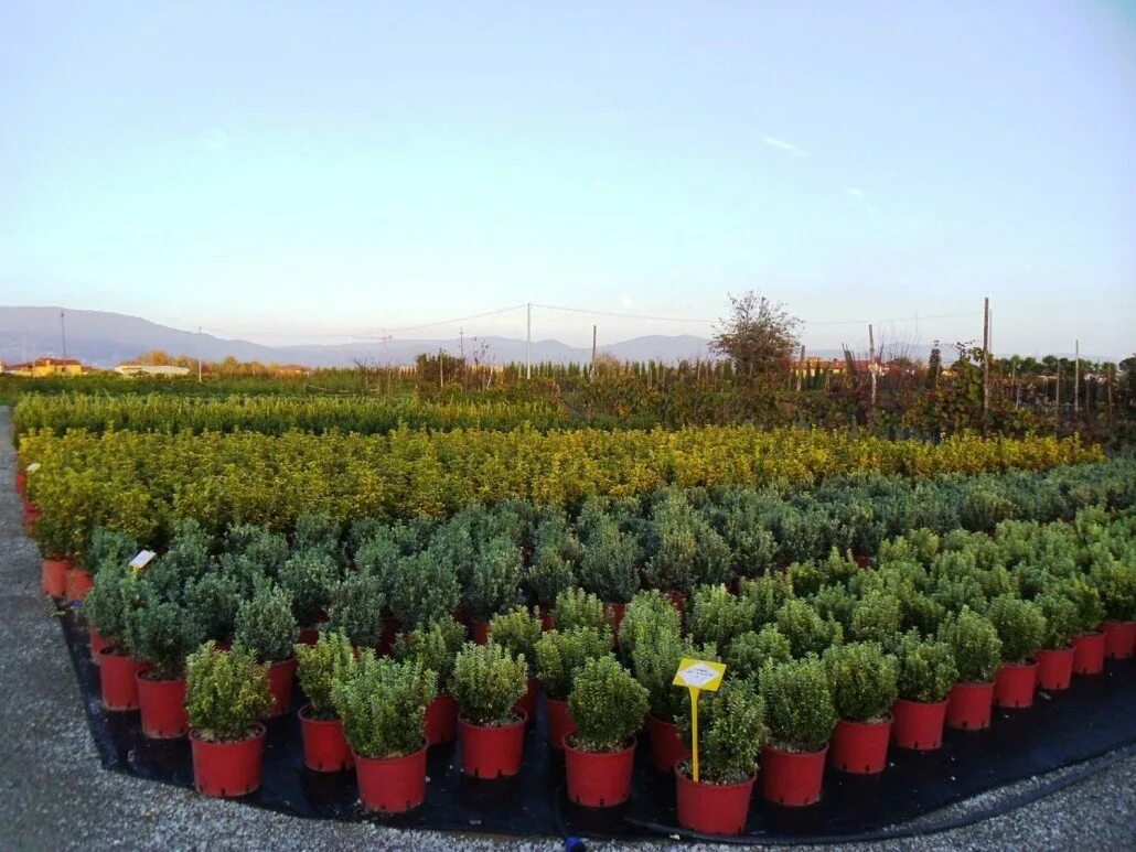 Истринский питомник растений хвойников. Саженцы яблони окс. Пятигорский питомник хвойных растений. Плодопитомник бугульма. Саженцы малины зкс.
