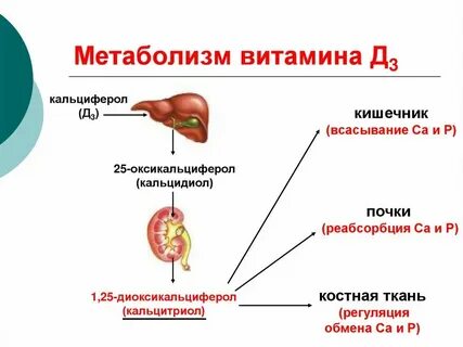 Витамин д3 роль