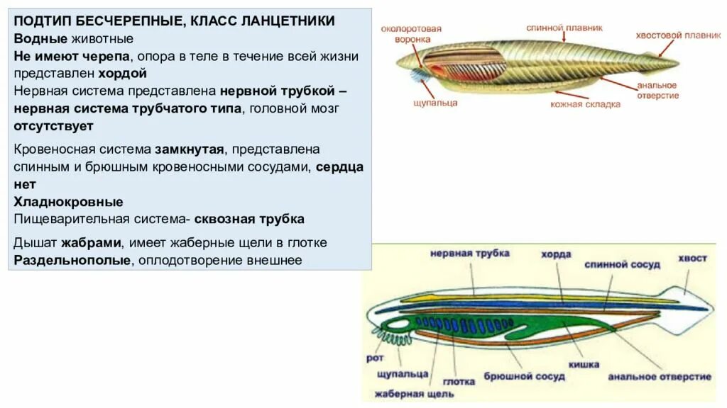 Какая кровь у хордовых. Строение дыхательной системы ланцетника. Выделительная система бесчерепных. Тип нервной системы у ланцетника. Эмбриональное строение ланцетника.