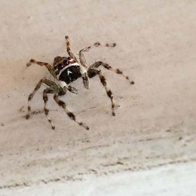 Шестиногий паук. Паук скакун анатомия. Паук скакун обыкновенный. Паук прыгну. Скакунчик паук обыкновенный.