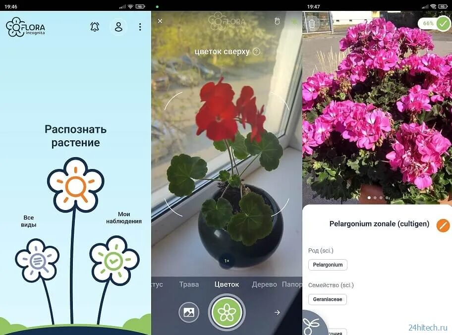 Определить цветок по фотографии с телефона. Распознаватель цветов. Распознаватель цветов по фото. Распознавание растений по картинке.
