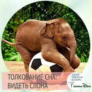К чему снится слон мужчине