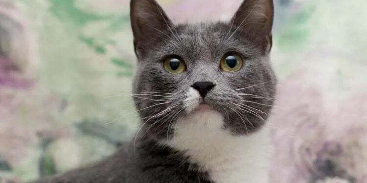 Сибирская дымчатая короткошерстная биколор. Серая кошка с белыми лапками. Серый с белым пятном. Серая белая кошка. Сибирская кошка серая дымчатая.