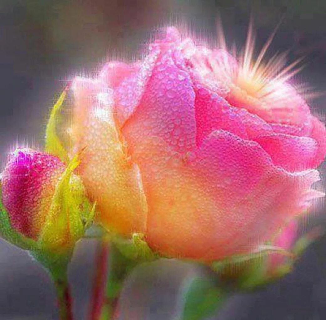 с розою красивою не всегда любовь счастливая. девушка в цветах. шикарные цветы. дарите нежность и любовь. красивая женщина с цветами.