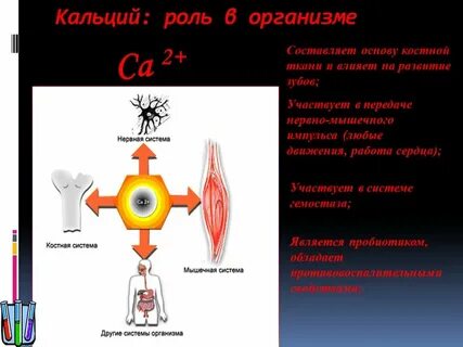 Биологическая роль кальция в организме