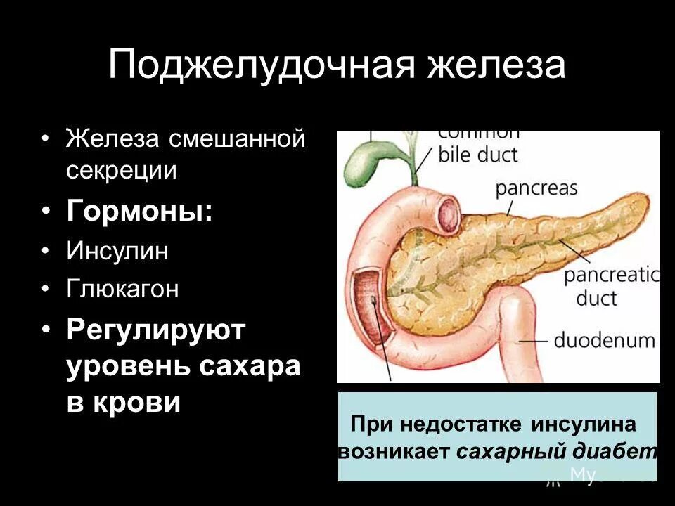 Расшифровка поджелудочной железы