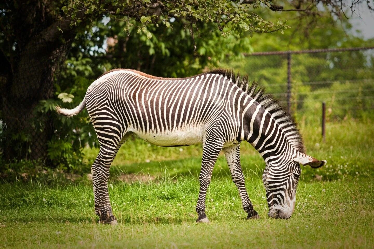 Зебра иллюстрация. 5 zebra. Нгоронгоро национальный парк животные. 5 zebra. Зебры в саванне.